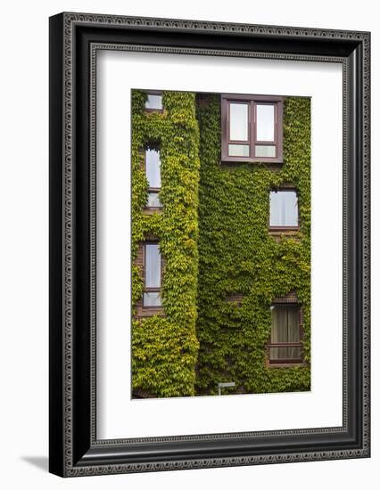 Norway, Bergen. Bryggen Building with Ivy-Kymri Wilt-Framed Photographic Print