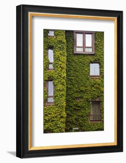 Norway, Bergen. Bryggen Building with Ivy-Kymri Wilt-Framed Photographic Print