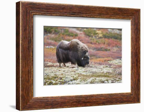 Norway, Dovrefjell National Park, Musk Ox, Ovibos Moschatus-Rainer Mirau-Framed Photographic Print