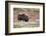 Norway, Dovrefjell National Park, Musk Ox, Ovibos Moschatus-Rainer Mirau-Framed Photographic Print