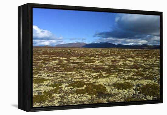 Norway, Dovrefjell-Sunndalsfjella National Park, Autumn in Dovrefjell, Plateau with Cup Lichens-K. Schlierbach-Framed Premier Image Canvas