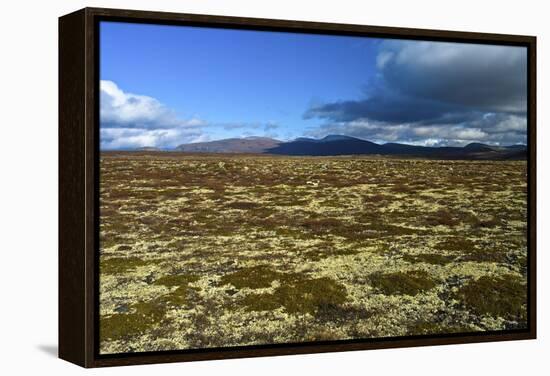 Norway, Dovrefjell-Sunndalsfjella National Park, Autumn in Dovrefjell, Plateau with Cup Lichens-K. Schlierbach-Framed Premier Image Canvas