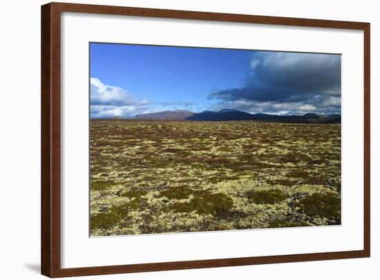 Norway, Dovrefjell-Sunndalsfjella National Park, Autumn in Dovrefjell, Plateau with Cup Lichens-K. Schlierbach-Framed Photographic Print