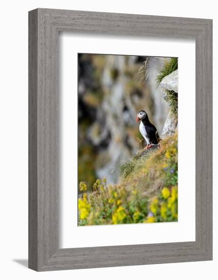 Norway, Finnmark, Loppa. Atlantic Puffin at their nesting cliffs.-Fredrik Norrsell-Framed Photographic Print