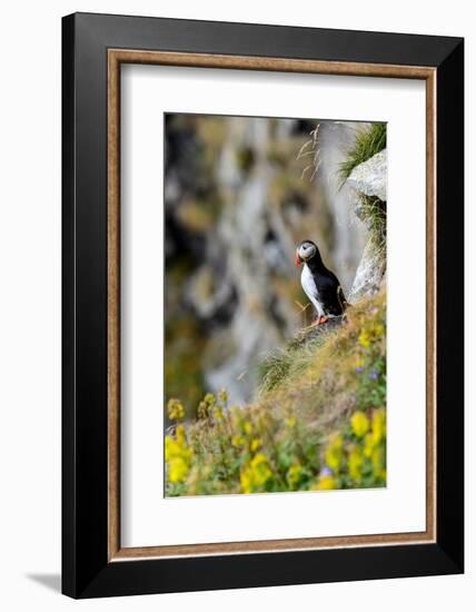 Norway, Finnmark, Loppa. Atlantic Puffin at their nesting cliffs.-Fredrik Norrsell-Framed Photographic Print