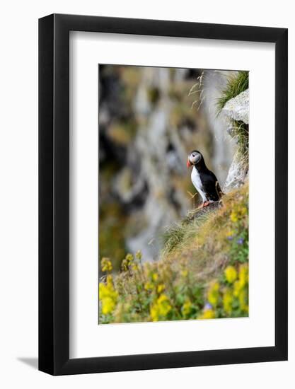 Norway, Finnmark, Loppa. Atlantic Puffin at their nesting cliffs.-Fredrik Norrsell-Framed Photographic Print