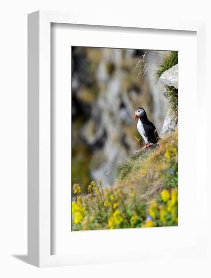 Norway, Finnmark, Loppa. Atlantic Puffin at their nesting cliffs.-Fredrik Norrsell-Framed Photographic Print