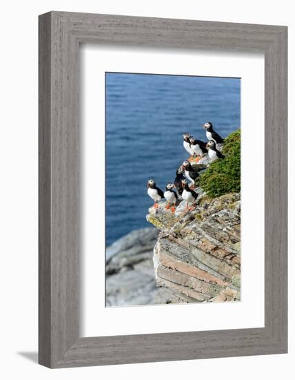 Norway, Finnmark, Loppa. Atlantic Puffin at their nesting cliffs.-Fredrik Norrsell-Framed Photographic Print