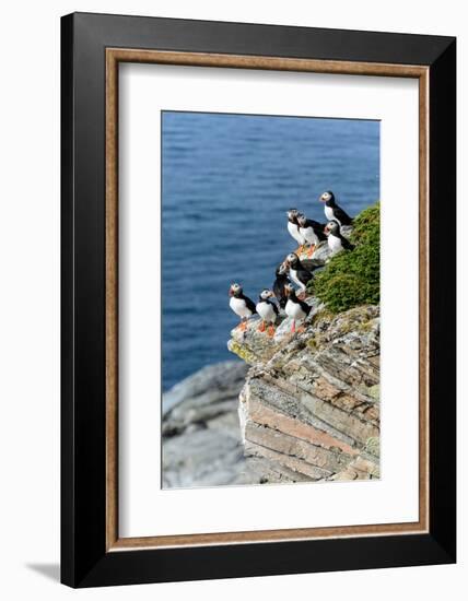 Norway, Finnmark, Loppa. Atlantic Puffin at their nesting cliffs.-Fredrik Norrsell-Framed Photographic Print