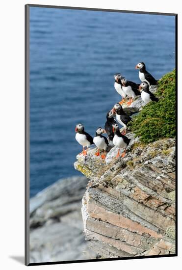 Norway, Finnmark, Loppa. Atlantic Puffin at their nesting cliffs.-Fredrik Norrsell-Mounted Photographic Print