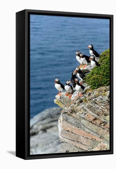 Norway, Finnmark, Loppa. Atlantic Puffin at their nesting cliffs.-Fredrik Norrsell-Framed Premier Image Canvas