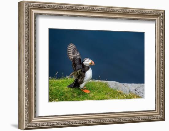 Norway, Finnmark, Loppa. Atlantic Puffin at their nesting cliffs.-Fredrik Norrsell-Framed Photographic Print