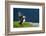 Norway, Finnmark, Loppa. Atlantic Puffin at their nesting cliffs.-Fredrik Norrsell-Framed Photographic Print