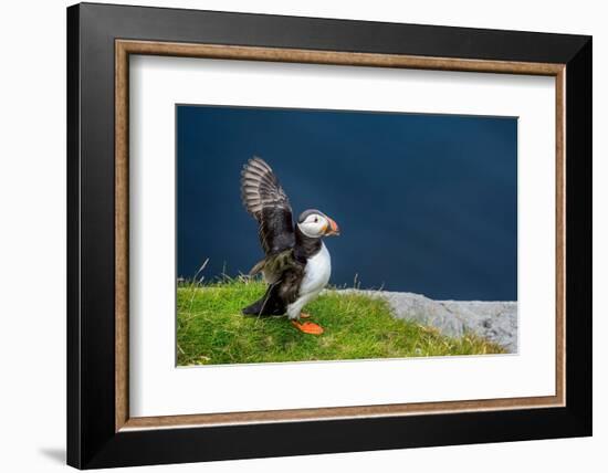 Norway, Finnmark, Loppa. Atlantic Puffin at their nesting cliffs.-Fredrik Norrsell-Framed Photographic Print