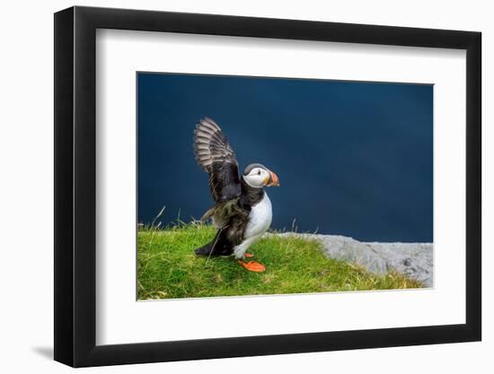 Norway, Finnmark, Loppa. Atlantic Puffin at their nesting cliffs.-Fredrik Norrsell-Framed Photographic Print