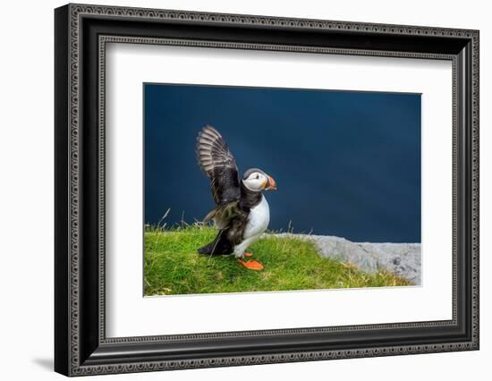 Norway, Finnmark, Loppa. Atlantic Puffin at their nesting cliffs.-Fredrik Norrsell-Framed Photographic Print