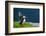 Norway, Finnmark, Loppa. Atlantic Puffin at their nesting cliffs.-Fredrik Norrsell-Framed Photographic Print