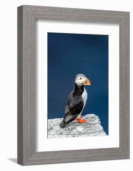 Norway, Finnmark, Loppa. Atlantic Puffin at their nesting cliffs.-Fredrik Norrsell-Framed Photographic Print