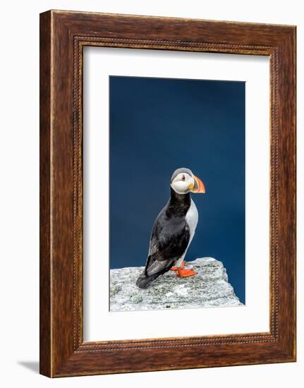 Norway, Finnmark, Loppa. Atlantic Puffin at their nesting cliffs.-Fredrik Norrsell-Framed Photographic Print