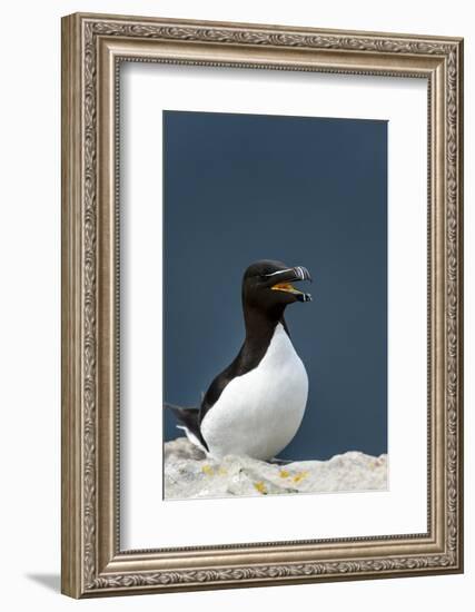 Norway, Finnmark, Loppa. Razorbill (Alca torda) gathered on a nesting cliff.-Fredrik Norrsell-Framed Photographic Print