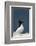 Norway, Finnmark, Loppa. Razorbill (Alca torda) gathered on a nesting cliff.-Fredrik Norrsell-Framed Photographic Print