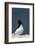 Norway, Finnmark, Loppa. Razorbill (Alca torda) gathered on a nesting cliff.-Fredrik Norrsell-Framed Photographic Print