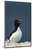 Norway, Finnmark, Loppa. Razorbill (Alca torda) gathered on a nesting cliff.-Fredrik Norrsell-Mounted Photographic Print