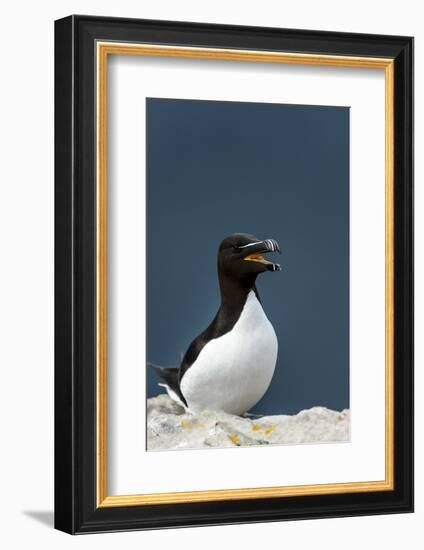 Norway, Finnmark, Loppa. Razorbill (Alca torda) gathered on a nesting cliff.-Fredrik Norrsell-Framed Photographic Print