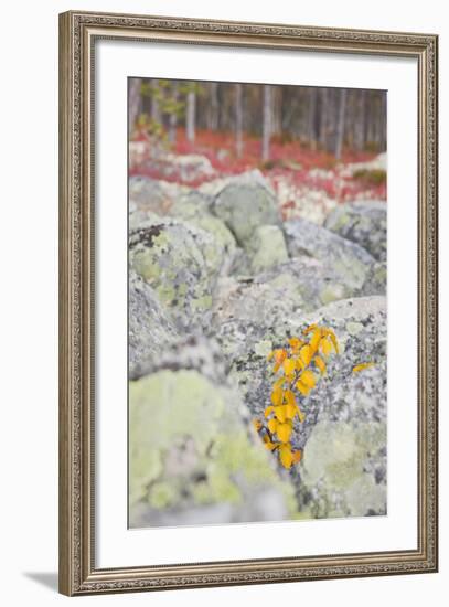 Norway, Hedmark, Femundsmark, Femund National Park, Birch, Autumn-Rainer Mirau-Framed Photographic Print