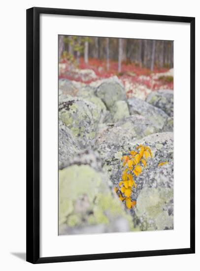 Norway, Hedmark, Femundsmark, Femund National Park, Birch, Autumn-Rainer Mirau-Framed Photographic Print