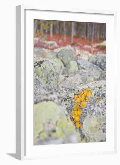 Norway, Hedmark, Femundsmark, Femund National Park, Birch, Autumn-Rainer Mirau-Framed Photographic Print