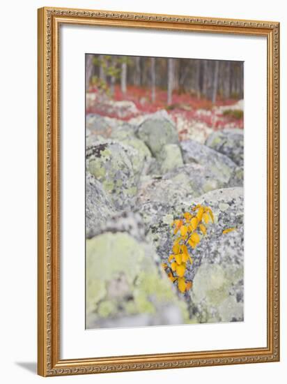 Norway, Hedmark, Femundsmark, Femund National Park, Birch, Autumn-Rainer Mirau-Framed Photographic Print