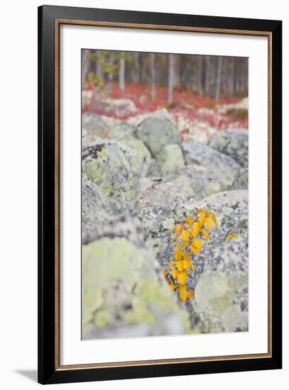 Norway, Hedmark, Femundsmark, Femund National Park, Birch, Autumn-Rainer Mirau-Framed Photographic Print