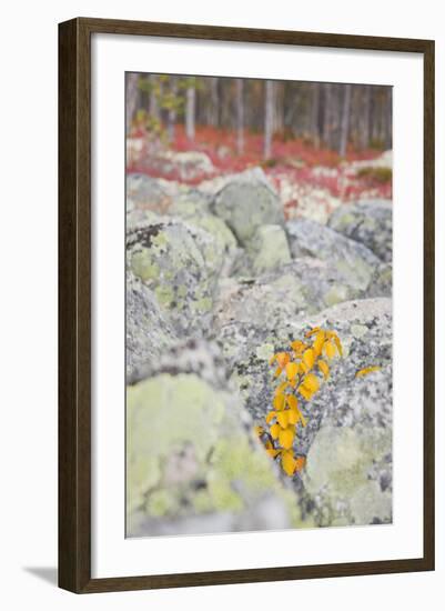 Norway, Hedmark, Femundsmark, Femund National Park, Birch, Autumn-Rainer Mirau-Framed Photographic Print