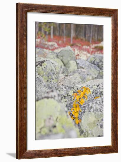 Norway, Hedmark, Femundsmark, Femund National Park, Birch, Autumn-Rainer Mirau-Framed Photographic Print