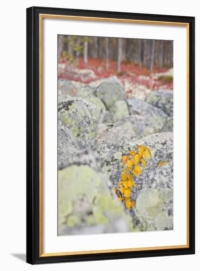 Norway, Hedmark, Femundsmark, Femund National Park, Birch, Autumn-Rainer Mirau-Framed Photographic Print