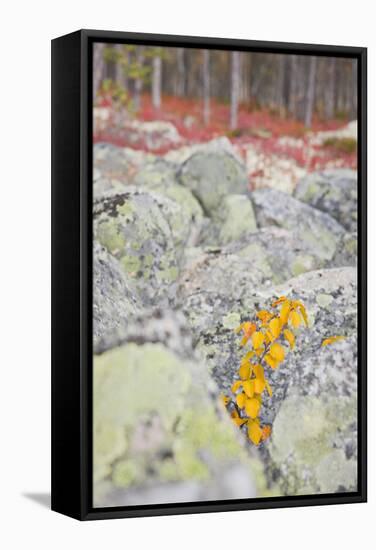 Norway, Hedmark, Femundsmark, Femund National Park, Birch, Autumn-Rainer Mirau-Framed Premier Image Canvas