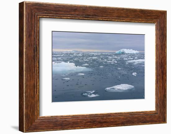 Norway. Nordaustlandet Island. Brasvelbreen. Brash Ice in the Water-Inger Hogstrom-Framed Photographic Print