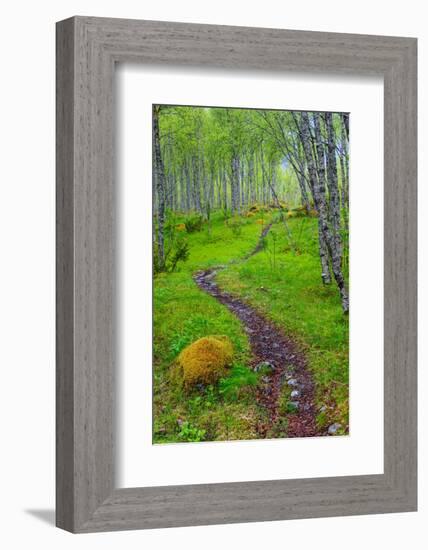 Norway, Nordland, Tysfjord. Trail through birch forest.-Fredrik Norrsell-Framed Photographic Print