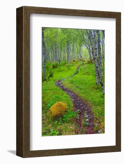 Norway, Nordland, Tysfjord. Trail through birch forest.-Fredrik Norrsell-Framed Photographic Print