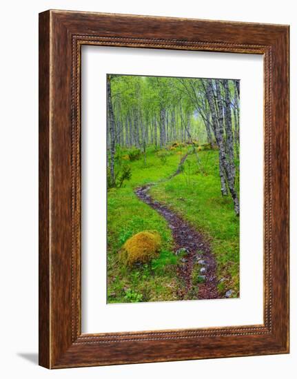 Norway, Nordland, Tysfjord. Trail through birch forest.-Fredrik Norrsell-Framed Photographic Print