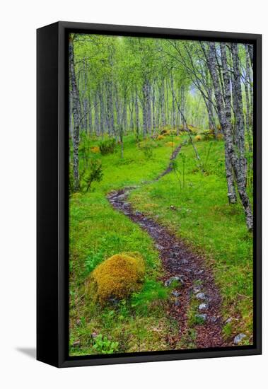 Norway, Nordland, Tysfjord. Trail through birch forest.-Fredrik Norrsell-Framed Premier Image Canvas