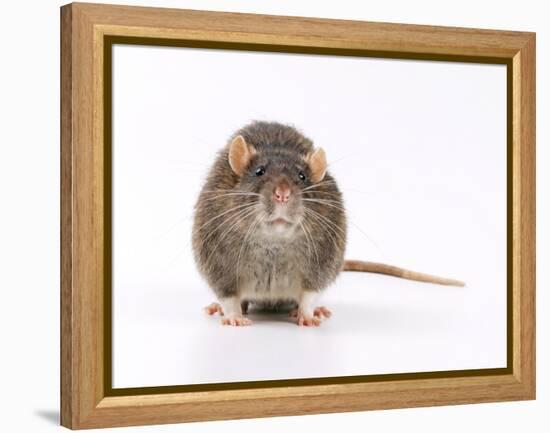 Norway Rat Facing-null-Framed Premier Image Canvas