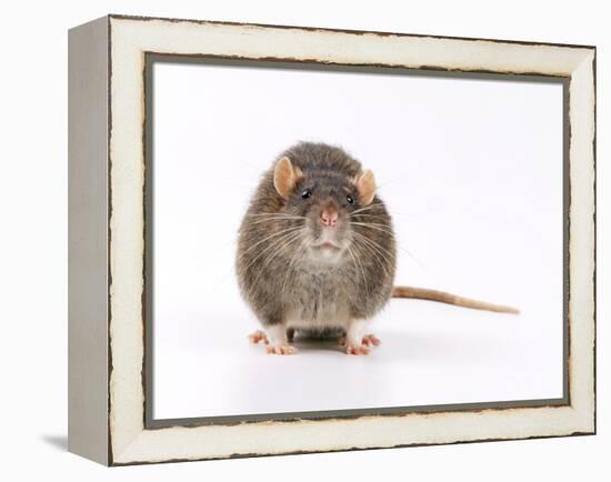 Norway Rat Facing-null-Framed Premier Image Canvas