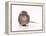 Norway Rat Facing-null-Framed Premier Image Canvas