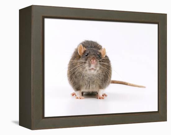 Norway Rat Facing-null-Framed Premier Image Canvas