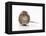 Norway Rat Facing-null-Framed Premier Image Canvas