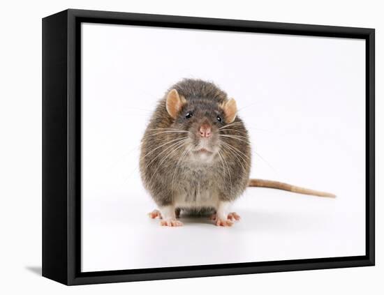 Norway Rat Facing-null-Framed Premier Image Canvas
