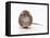 Norway Rat Facing-null-Framed Premier Image Canvas