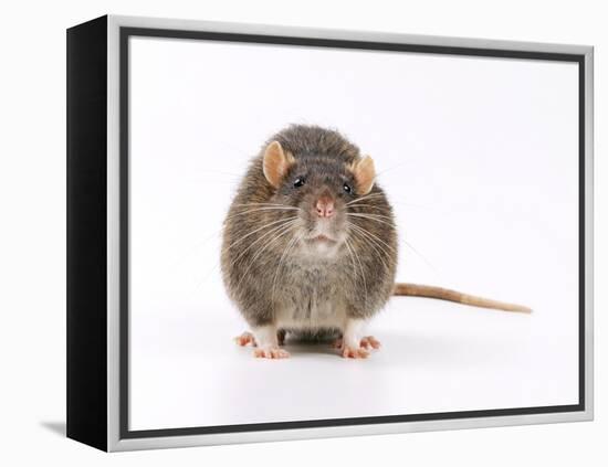 Norway Rat Facing-null-Framed Premier Image Canvas